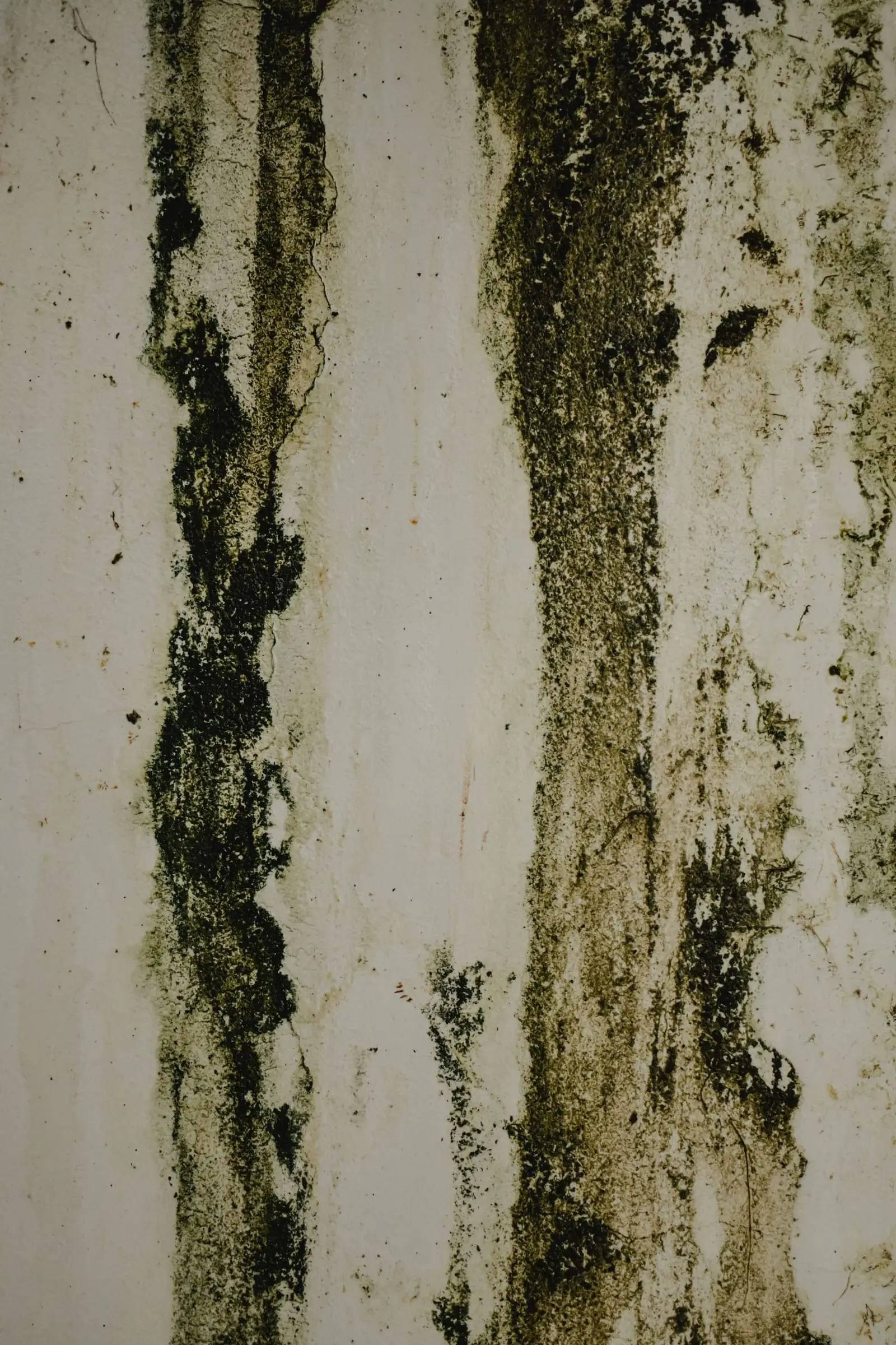 Moisissure noire sur un mur intérieur d'une habitation